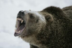 a large brown bear with its mouth open