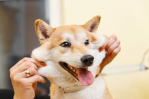 a woman brushing her dog