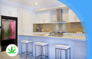 a kitchen with a plant growing on the wall