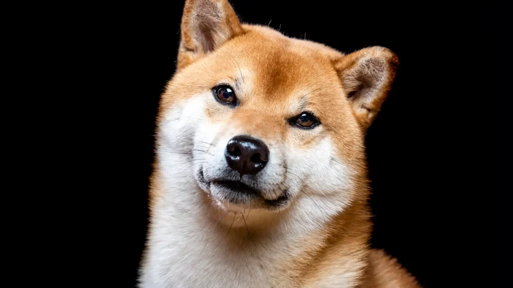 Is a bull phase ahead for SHIB and BONE?