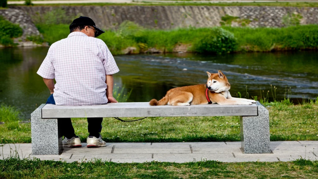 Shiba Inu Falls from Top 10 Cryptos as Avalanche Climbs: Tech Beating Memecoins? 