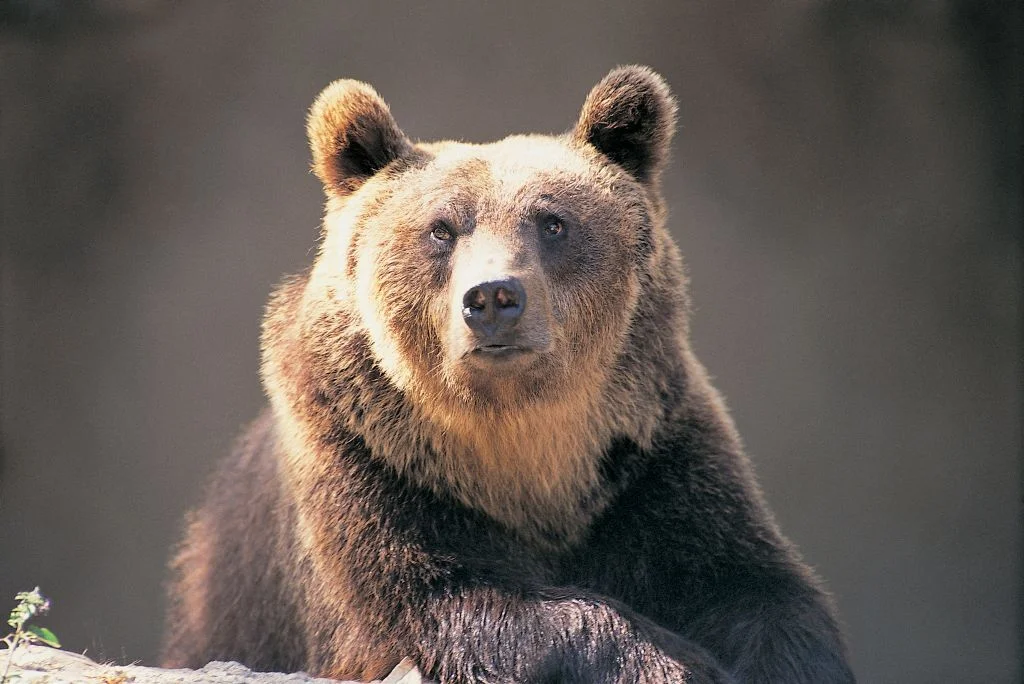 Bearish Divergences Hint at Waning Bitcoin Dominance- Is Altseason Just Around the Corner?