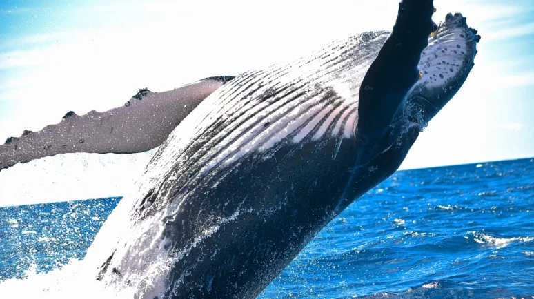 Cardano whales