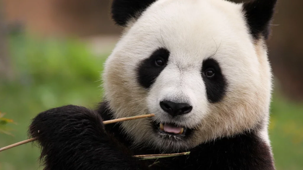 Bitpanda Exchange: Austrian CEX Teams With German Bank on Crypto Custody