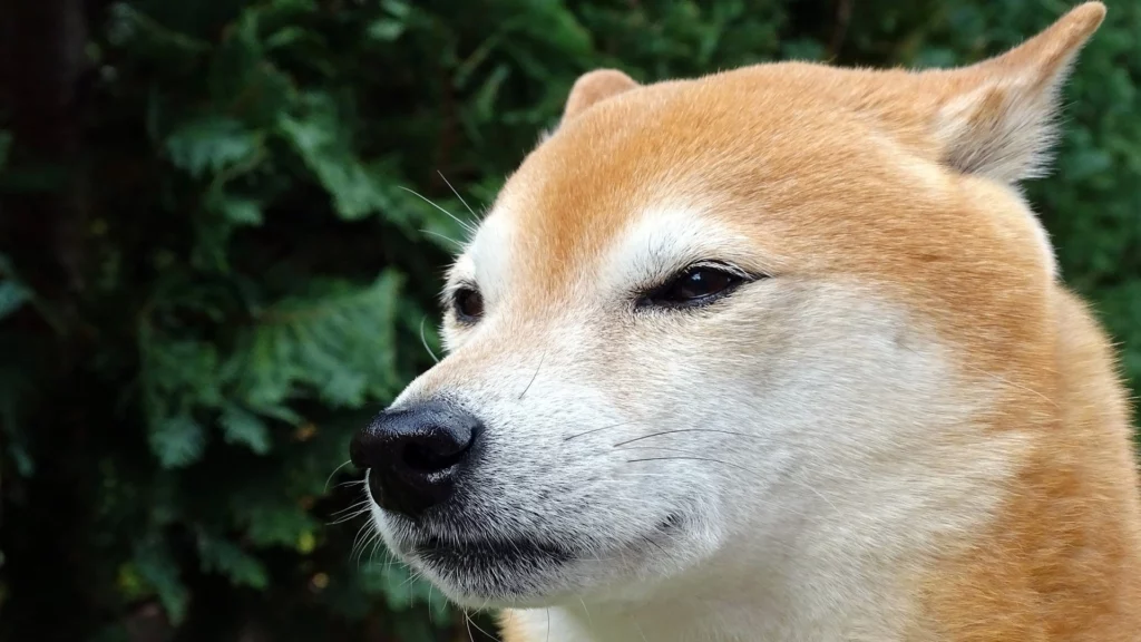 Shiba Inu Issues Warning: Is Shibarium Hotbed of Rug Pulls? 