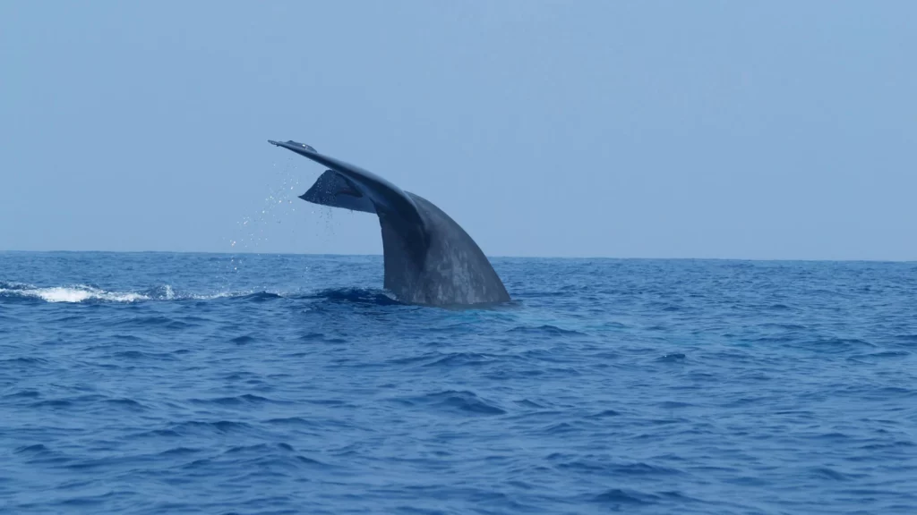 Liquidity Signals Strengthen as Binance Receives $200M USDT Whale Inflow