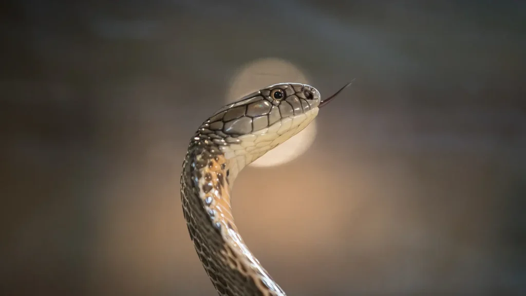 Cardano partners with its top memecoin SNEK in a bid to revive ecosystem activity