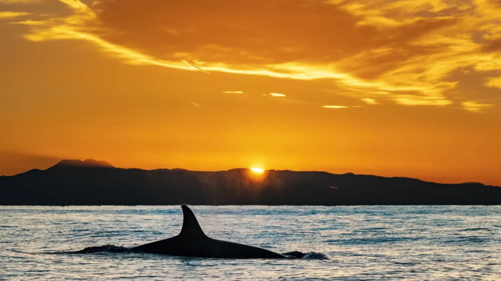 Bitcoin Whales Sold $13B Over Past 30 Days, BTC ETFs Feel the Pinch