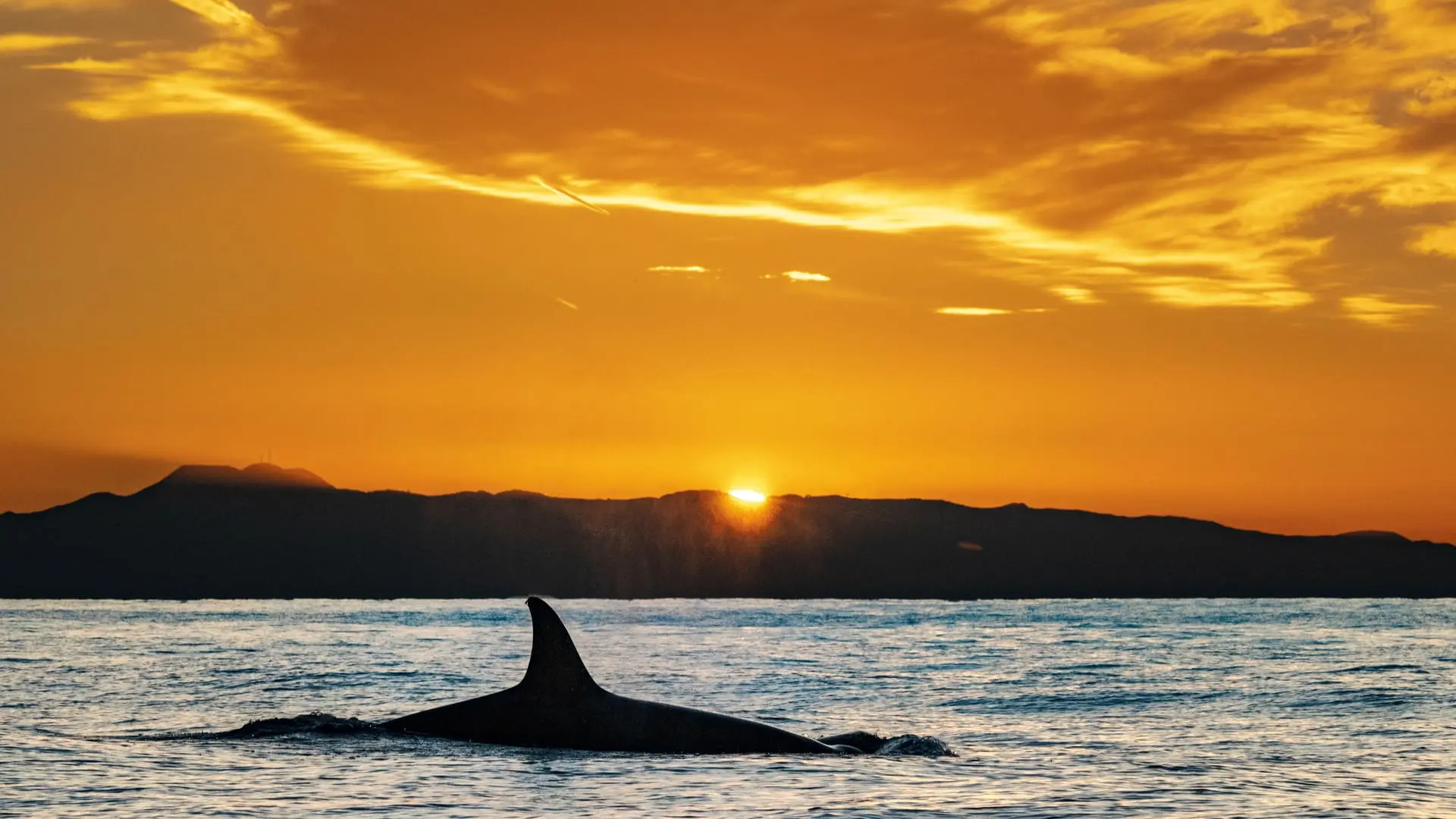 Bitcoin Whales Sold $13B Over Past 30 Days, BTC ETFs Feel the Pinch