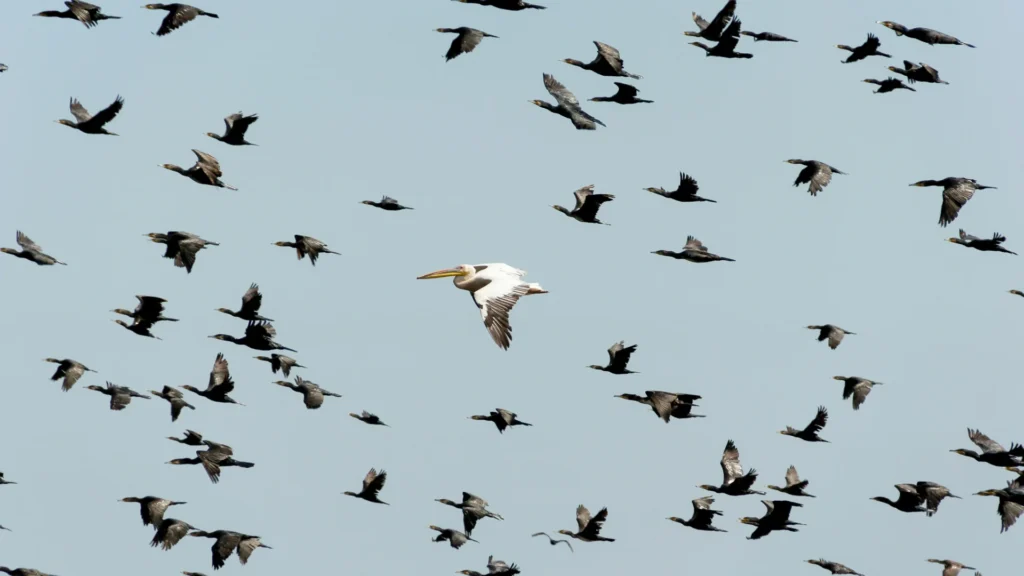 As XYO launches its Layer One mainnet, Movement Network has announced a similar migration away from Ethereum.