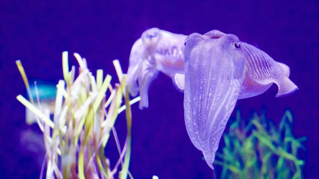 Rezolve Ai buys Subsquid After Smartpay Deal led by Tether Collaborator Rocelo Lopes