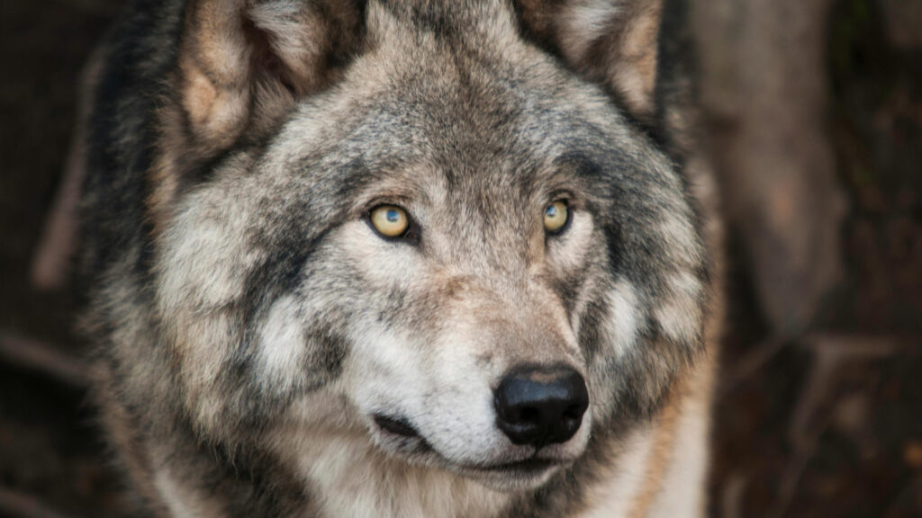 Wolf was launched in March