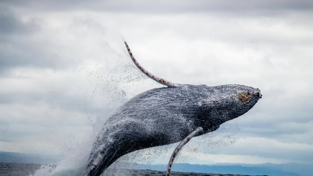 Who Is Garret Jin? Crypto Whale Who Shorted Bitcoin Right Before Market Crash Speaks Out
